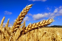 Пшеница мягкая озимая «Новосибирская 51»